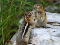 Streifenhörnchen Babys beim Spiel - Kooteney NP